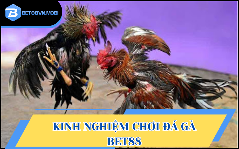 Luật cược chuẩn cho thành viên chủ động trải nghiệm