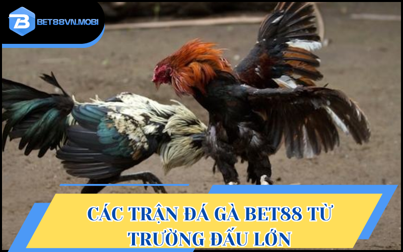 Tận hưởng không gian giải trí đỉnh cao từ các trường đấu lớn