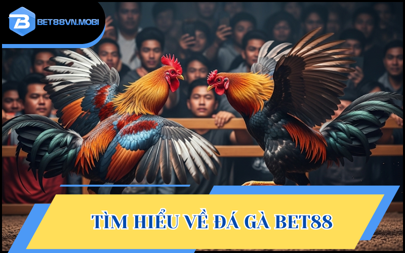 Đá gà Bet88 mang đến cơ hội trải nghiệm các cuộc chọi kê chuyên nghiệp