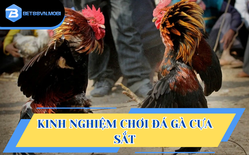 Áp dụng linh hoạt các mẹo chơi đá gà