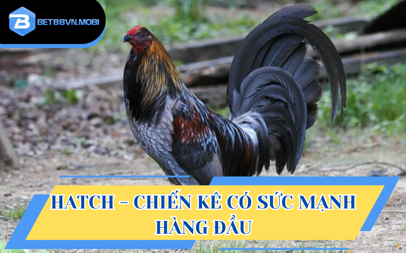 Hatch - Chiến kê có sức mạnh hàng đầu