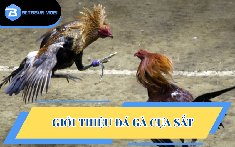 Đá gà cựa sắt là loại hình giải trí độc đáo và kịch tính