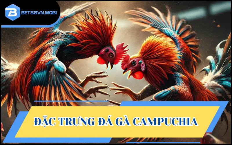 Đá gà Campuchia sở hữu đặc trưng siêu cuốn hút