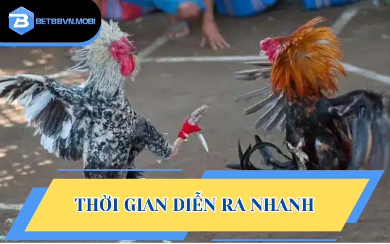 Đá gà cựa dao cực kỳ nhanh